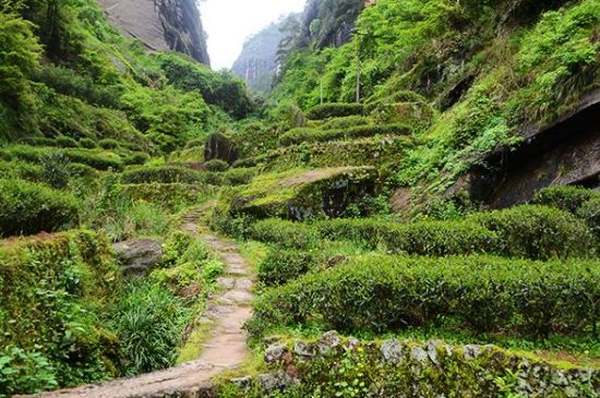 肉桂茶和大紅袍哪個(gè)貴，武夷山肉桂與大紅袍的價(jià)格比較