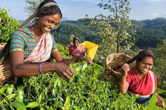 中國最好紅茶排名，中國最著名的十大紅茶