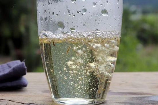 三年白茶賽砒霜，這是真的嗎？