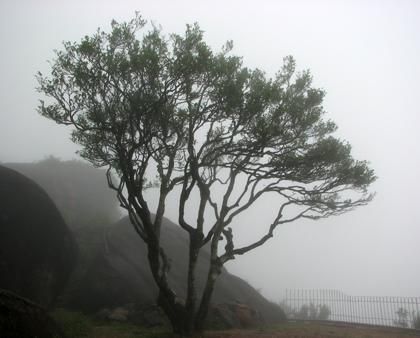 宋種一號價值為什么高，鳳凰單樅宋種1號價格與產量多少？