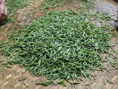 金駿眉幾年可以算陳茶，金駿眉新茶好還是老茶