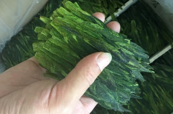 什么綠茶味道濃香，那個綠茶比較濃香？