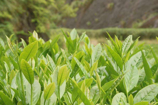 潮安鳳凰單叢十大名樅是什么，烏崠十大古樹名香品種介紹