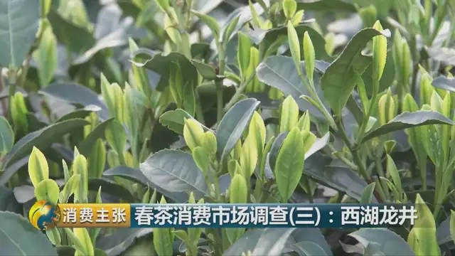 龍井群體種和43號(hào)的區(qū)別圖片，龍井43和群體種哪個(gè)好喝？