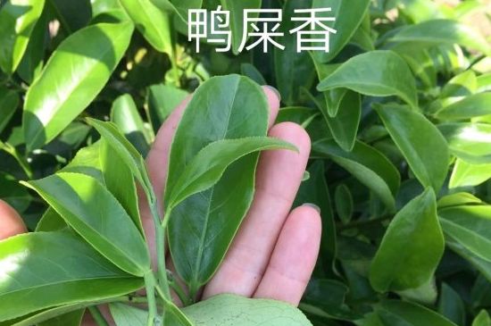 鴨屎香和大烏葉是同一種茶葉嗎，單叢大烏葉和鴨屎香有什么區(qū)別？