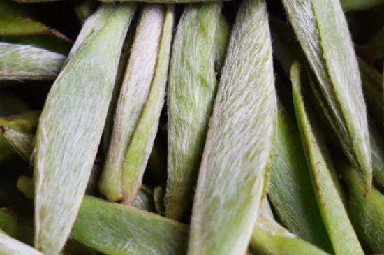 荒野銀針有什么特點，荒野銀針的味道口感咋樣？