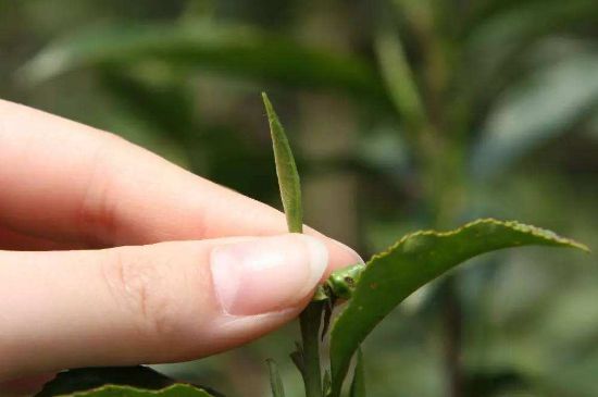 哪種金駿眉好，什么樣的金駿眉比較好