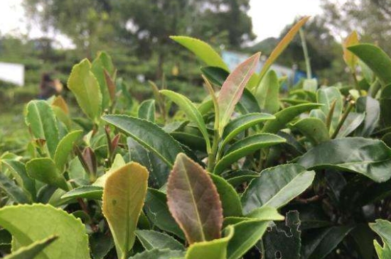 43號龍井屬于好茶嗎，龍井茶43號是什么意思？