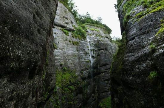 母樹大紅袍給誰喝了，為什么母樹大紅袍叫三棵六株？