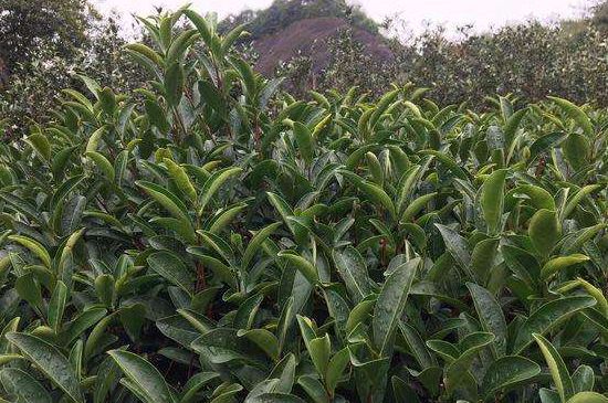 馬頭巖肉桂是大紅袍嗎，大紅袍肉桂屬于什么茶？