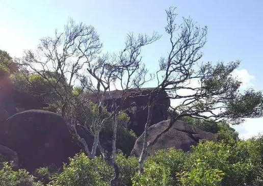 宋種一號價值為什么高，鳳凰單樅宋種1號價格與產量多少？