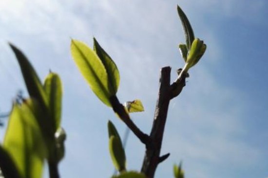 潮安鳳凰單叢十大名樅是什么，烏崠十大古樹名香品種介紹