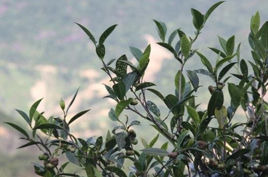 單叢茶十大香型以及常見品種大全，潮安鳳凰單樅十大名香歸類