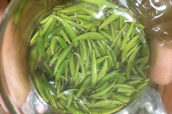 雀舌有一股青草味，雀舌為什么有青草味？