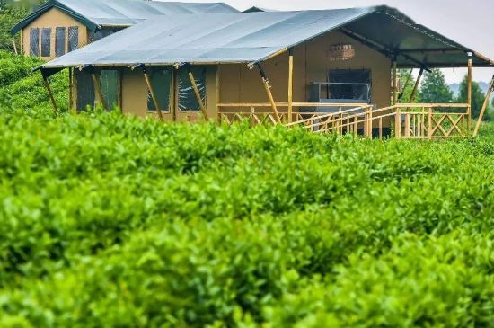 金壇雀舌算不算好茶，金壇雀舌屬于什么檔次茶葉？