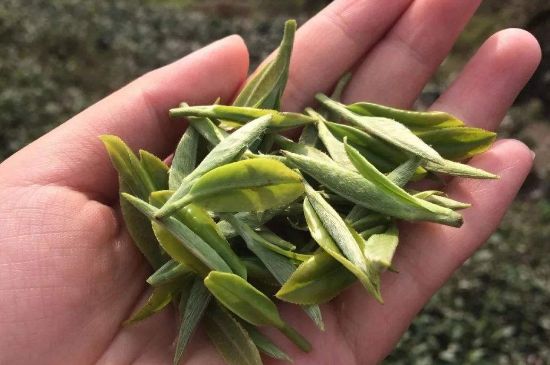 福建什么茶葉最出名，福建名茶有哪些？