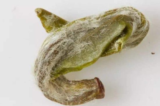 羊巖勾青是綠茶嗎，羊巖勾青茶屬于什么茶？