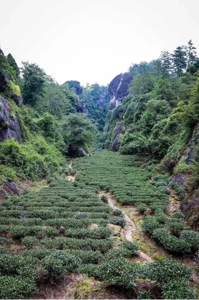 武夷山為什么盛產(chǎn)茶葉，武夷山茶為什么好喝？