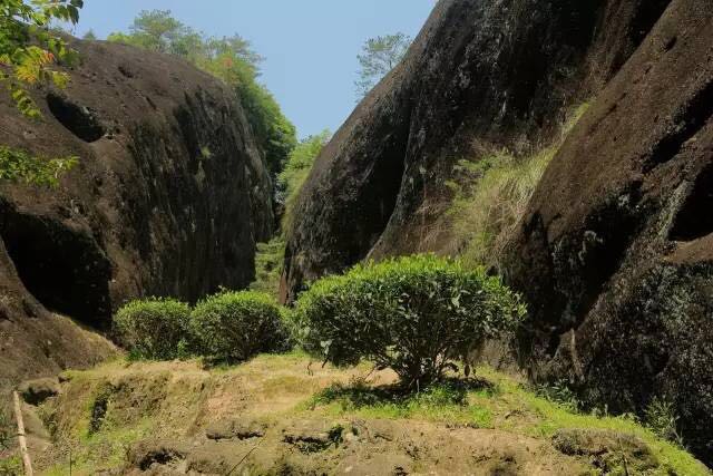 武夷山為什么盛產(chǎn)茶葉，武夷山茶為什么好喝？