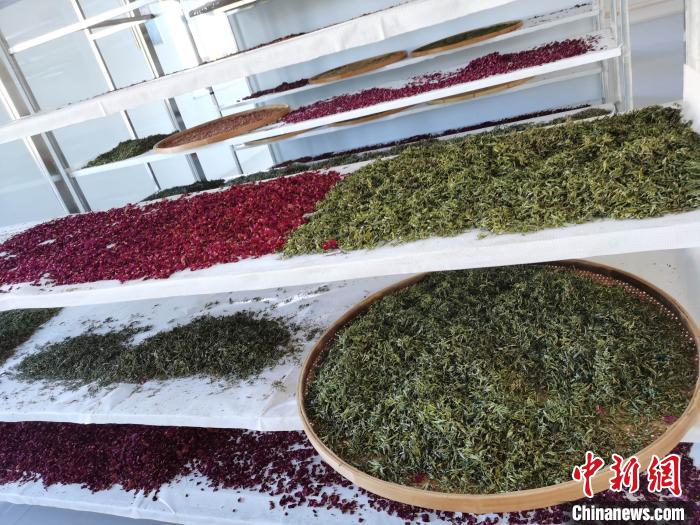 圖為王玲玲收購的各種山茶?！⊥貘Q遠 攝