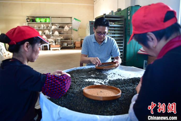 圖為張元豪在生產(chǎn)車間內(nèi)與工人一起查看茶葉品質(zhì)?！埍?攝